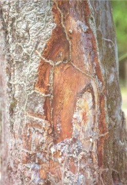 Jatoba